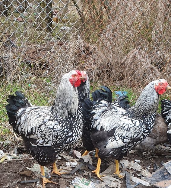  - Găini wyandotte argintiu
