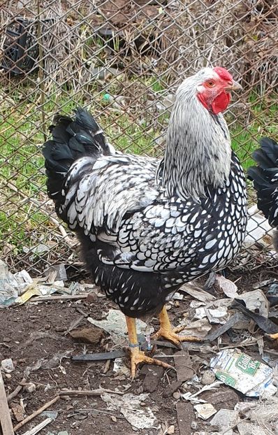  - Găini wyandotte argintiu