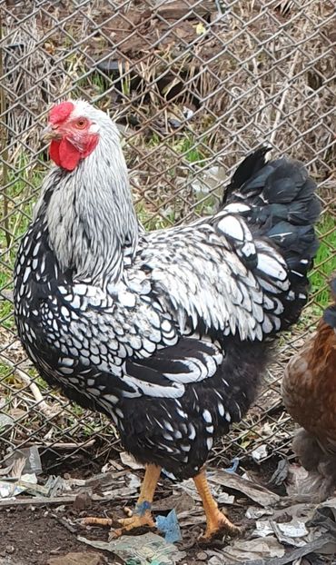  - Găini wyandotte argintiu