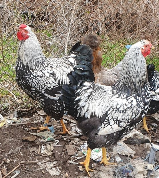  - Găini wyandotte argintiu