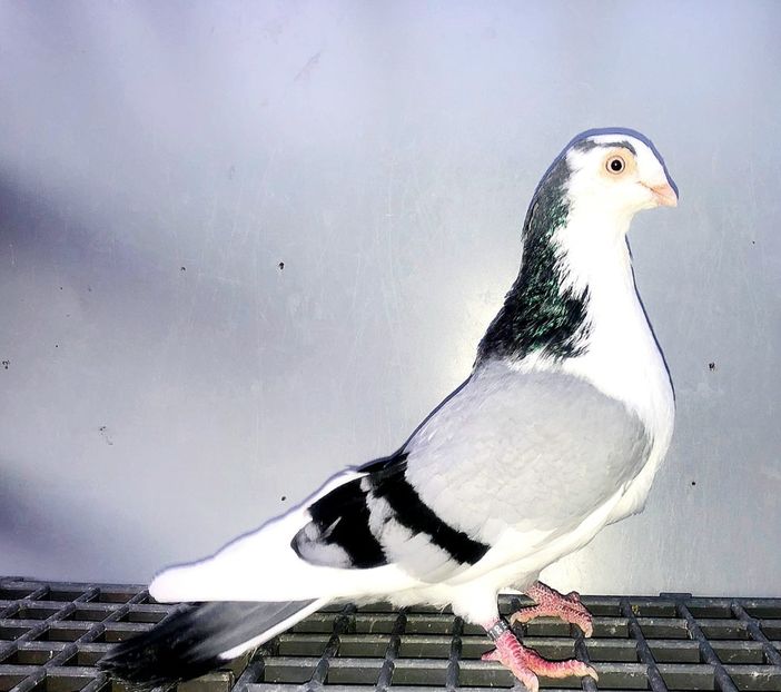 8659  Mascul  2020 - Plecați ALBUM 4