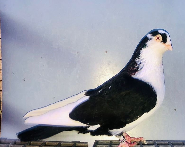 4770  Mascul  2022 - Jucători de Galați