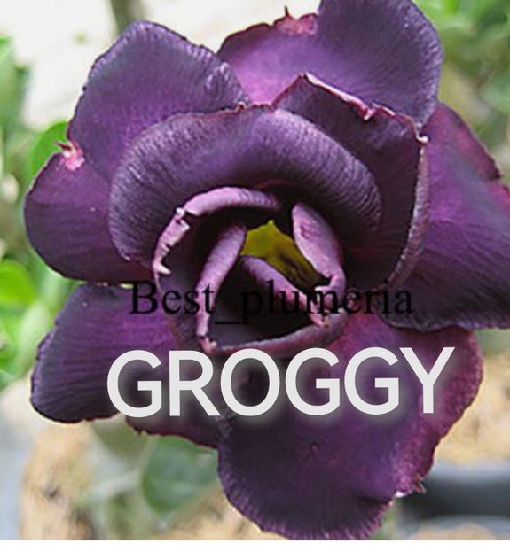 Screenshot_20231203_174938_com.android.chrome_edit_263523950743642 - Tura 3