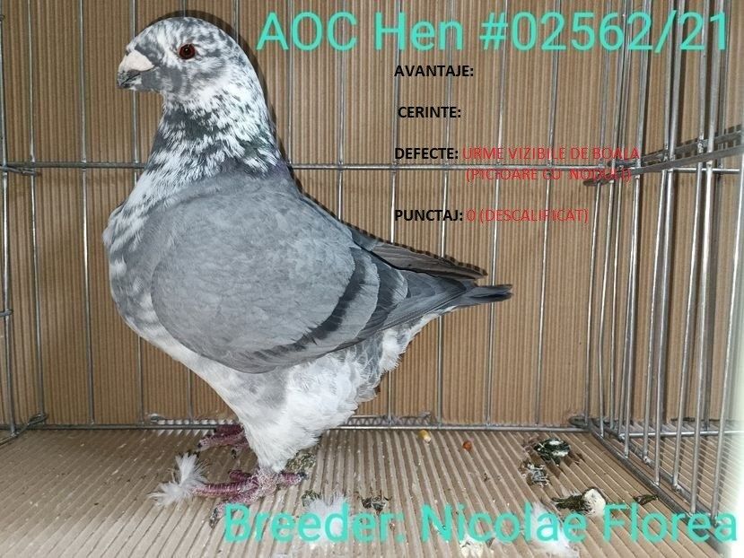0 PUNCTE DESCALIFICAT - FEMELĂ RO 21 - 02562 - REZULTATE ROMEXPO 2023