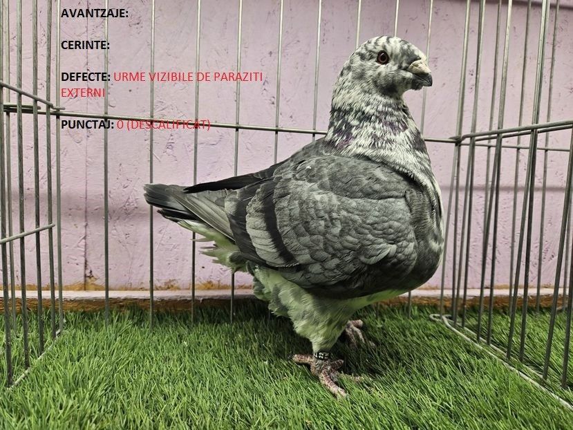 0 PUNCTE DESCALIFICAT - FEMELĂ RO 22 - 1074 - REZULTATE ROMEXPO 2023