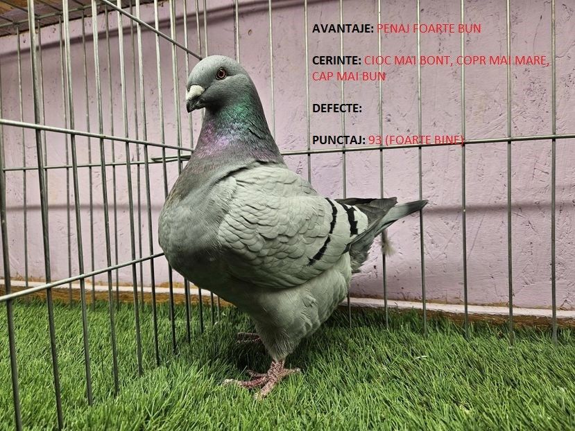 93 PUNCTE - FEMELĂ RO 23 - 1040 - REZULTATE ROMEXPO 2023