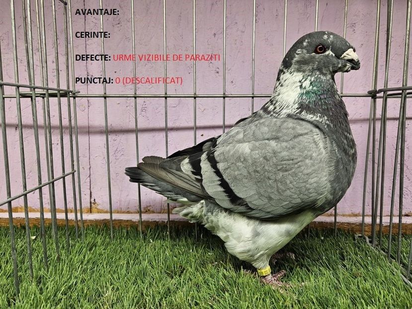 0 PUNCTE DESCALIFICAT - MASCUL RO 23 - 1019 - REZULTATE ROMEXPO 2023
