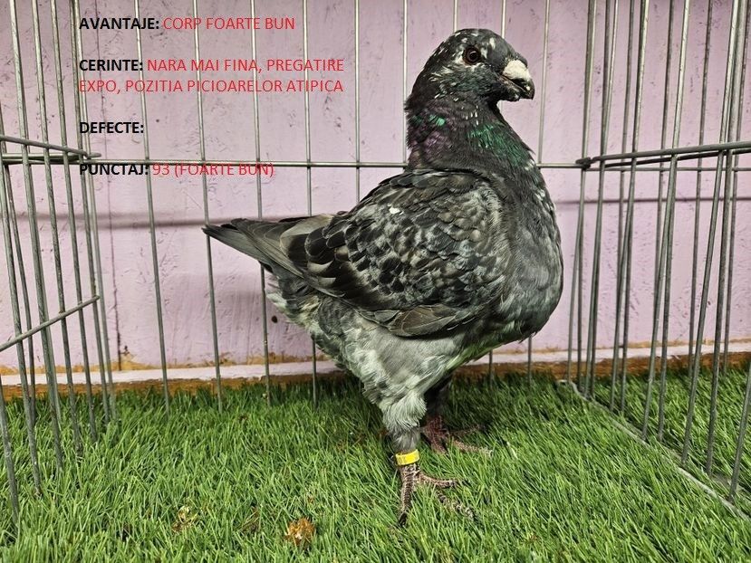 93 PUNCTE - MASCUL RO 23 - 1081 - REZULTATE ROMEXPO 2023