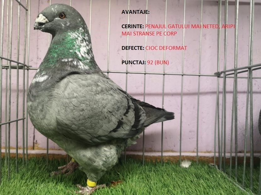 92 PUNCTE - MASCUL RO 23 - 1901 - REZULTATE ROMEXPO 2023