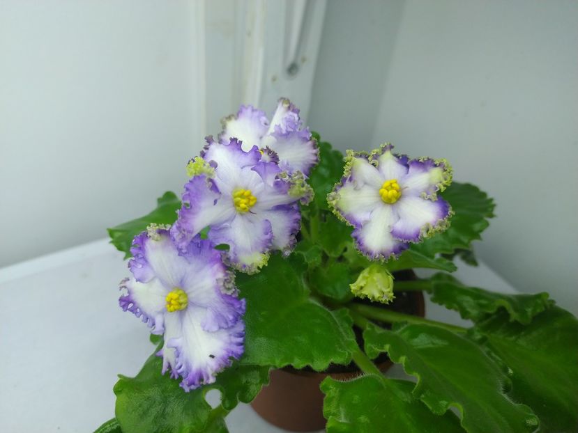 7 decembrie 2023 - NK Vichna Molodist