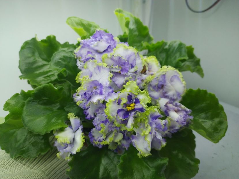 7 decembrie 2023 - Alen Electric Blue