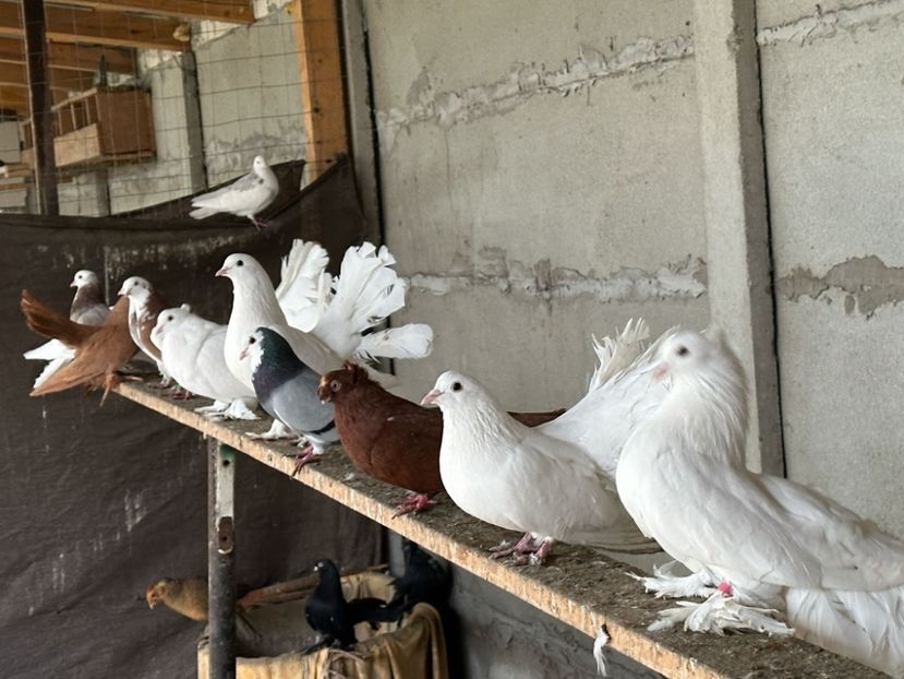 A62162D7-6600-453C-BEDD-7B56A80BEAEA - Ornament