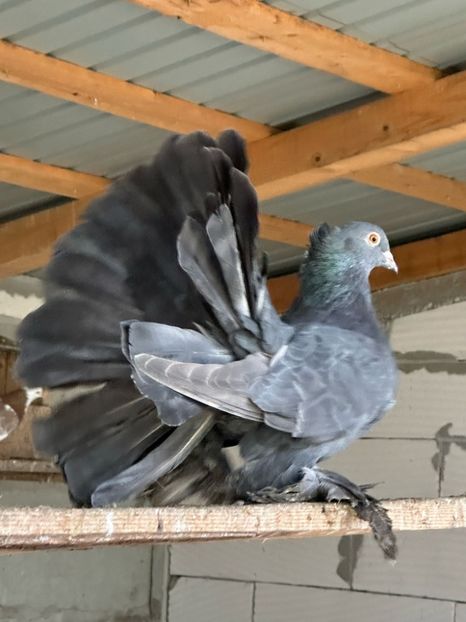 D463BDF6-6E81-4A46-BE3B-9EEFC481A006 - Ornament