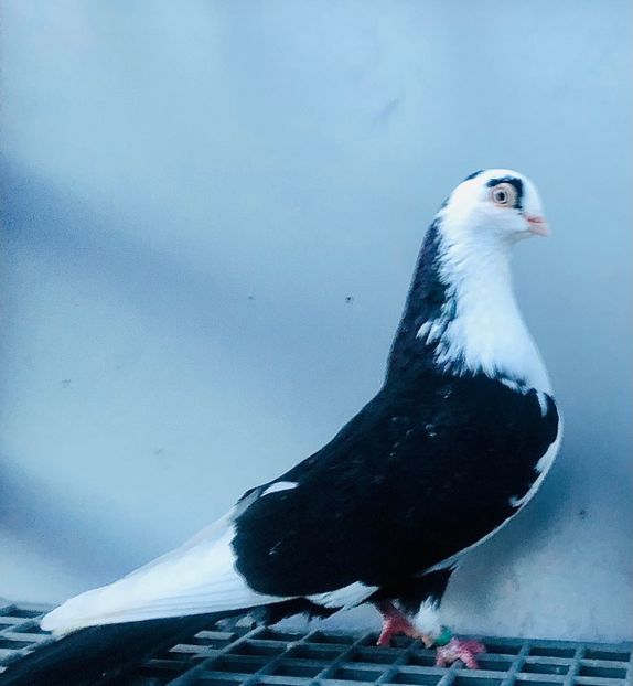 6812  Mascul  2019 - Plecați ALBUM 4