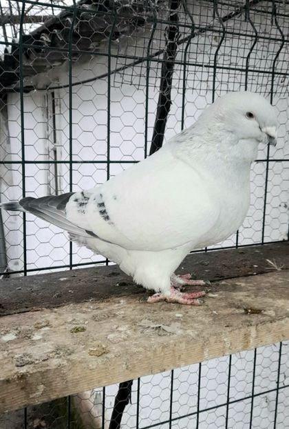 M 2020 - VOIAJOR ROMANESC DE FRUMUSETE MASCULI