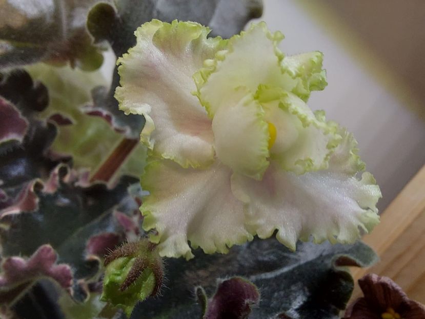 IMG-20231208-WA0000 - Violeta EK-Izumrudnoe Kruzhevo