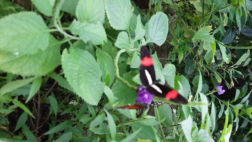  - cele mai frumoase florii ale mele