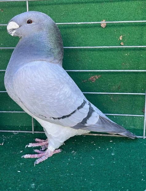 FEMELA USA ROBERT CORRALES - ACHIZITII IMPORT USA 2024