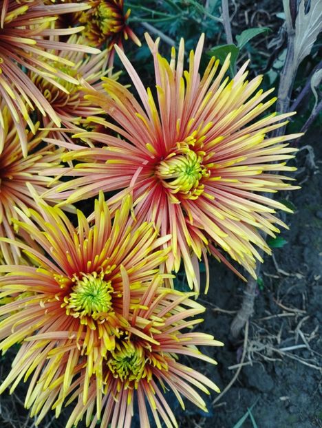  - Amintiri crizanteme 2023 D