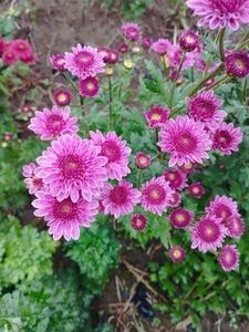 115890867_CMSRHYN3 - Amintiri crizanteme 2023 D
