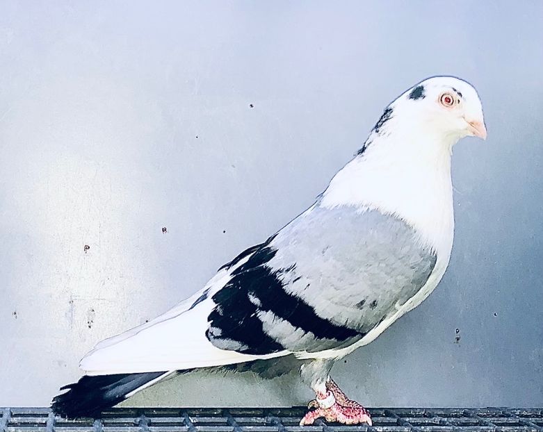 11055  Mascul  2015 - Jucători de Galați