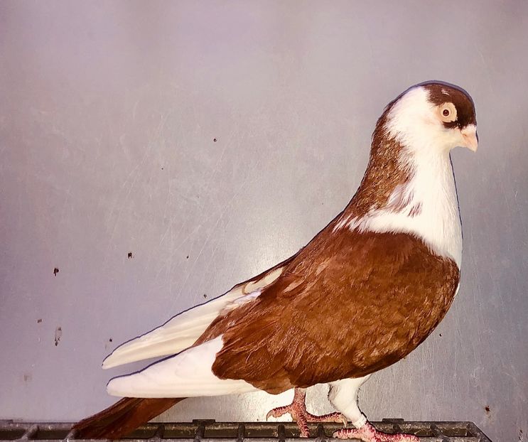 12478  Mascul  2021 - 00001 porumbei dragi mie arhivă