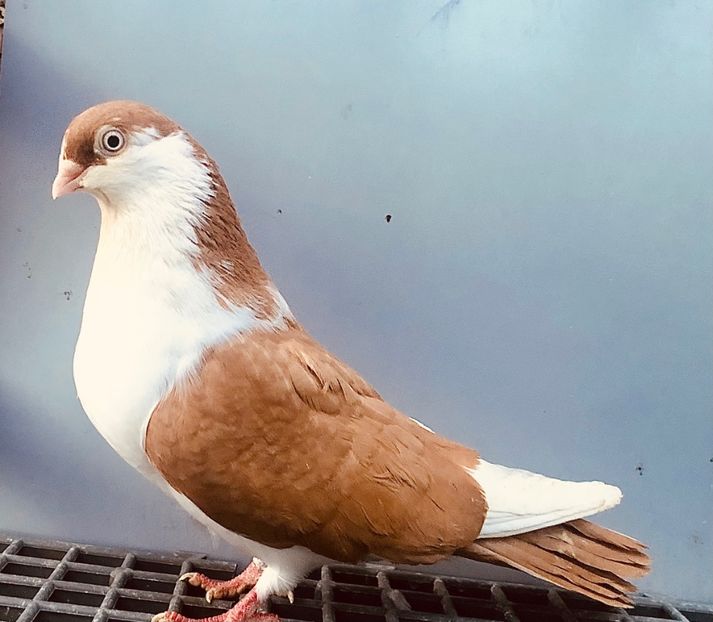 12592  Femelă  2021 - Jucători de Galați