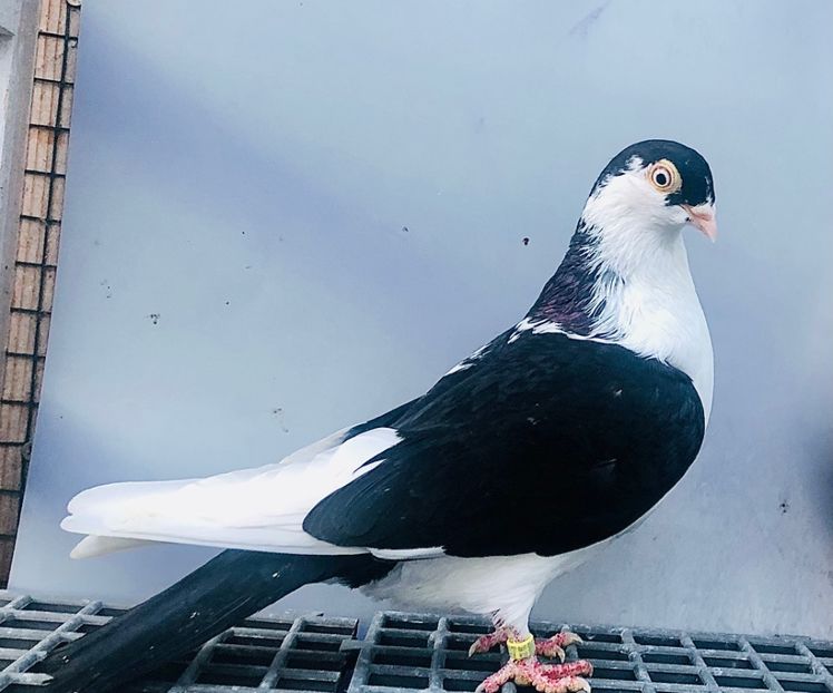 17007  Femelă  2023 - Jucători de Galați