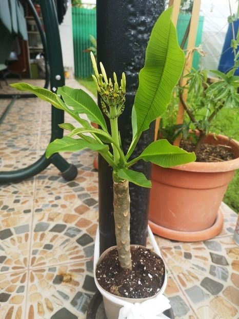  - Plumeria