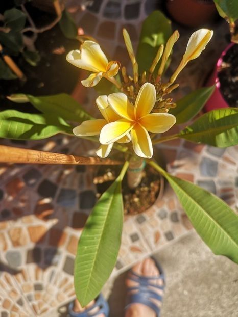  - Plumeria