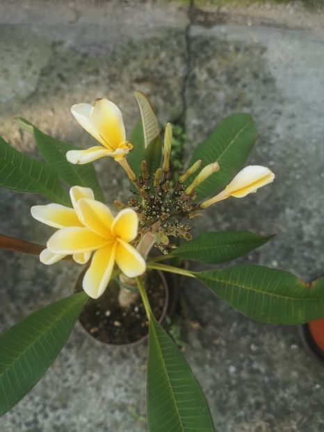  - Plumeria