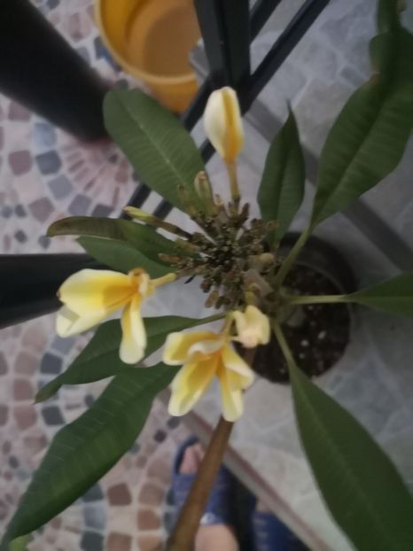  - Plumeria