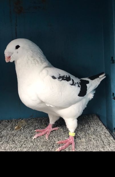 M2023rezervatvandut - Porumbei vanduti 2017-2025