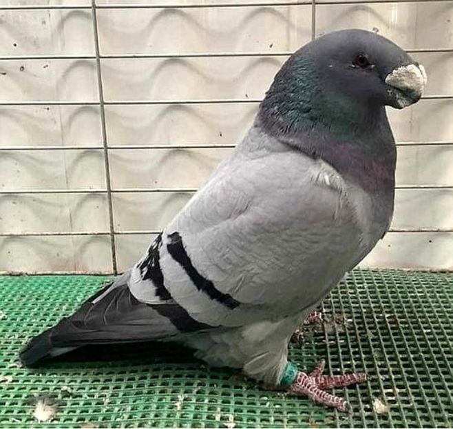 MASCUL USA RALPH WHITSON (son of 1054 champ) - ACHIZITII IMPORT USA 2024