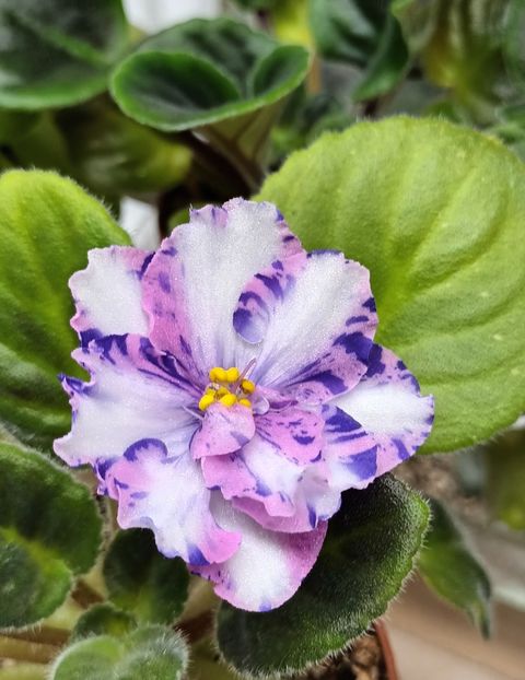  - MK - Veter Peremen chimera