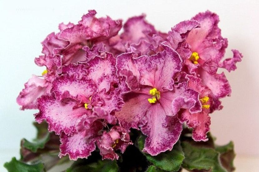 Poză net - AV - Mexikanskiy Tushkan