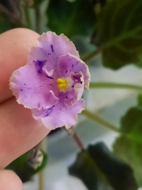  - Imp s Kyanite Sparkle