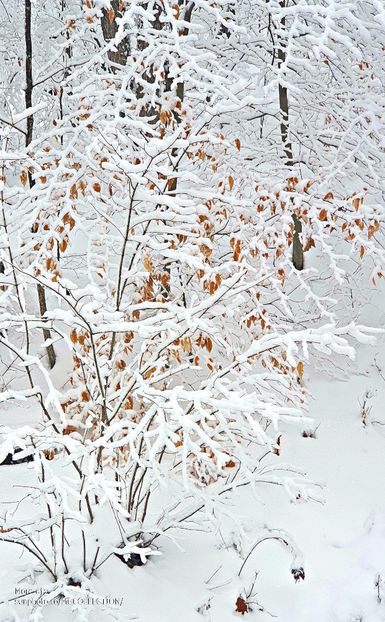 Snow in the forest - CANADIAN WINTER - Iarna Canadiana