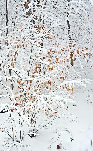 Snow in the forest - WINTER - Iarna Canadiana