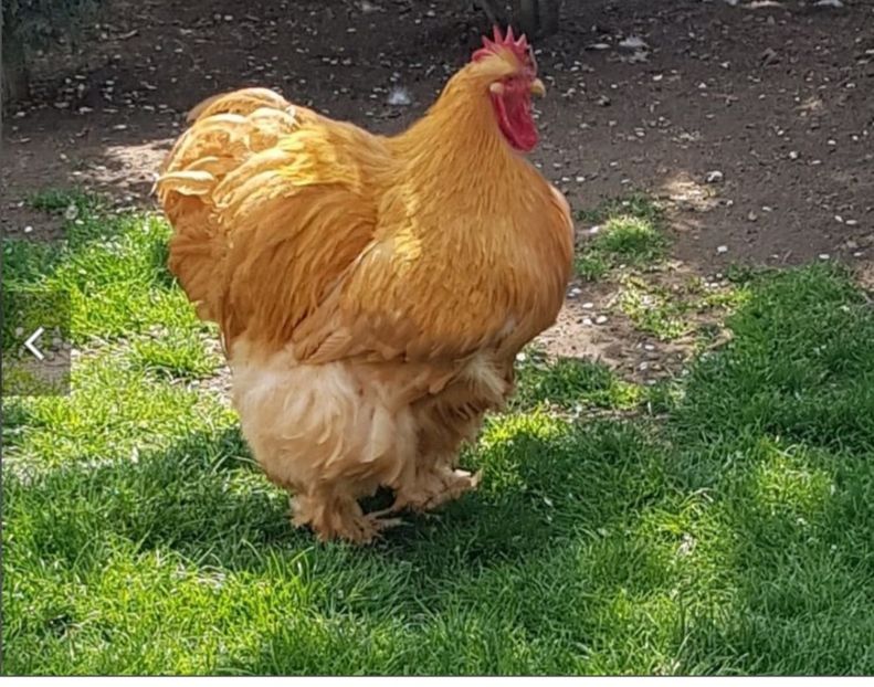  - Cochinchina galben