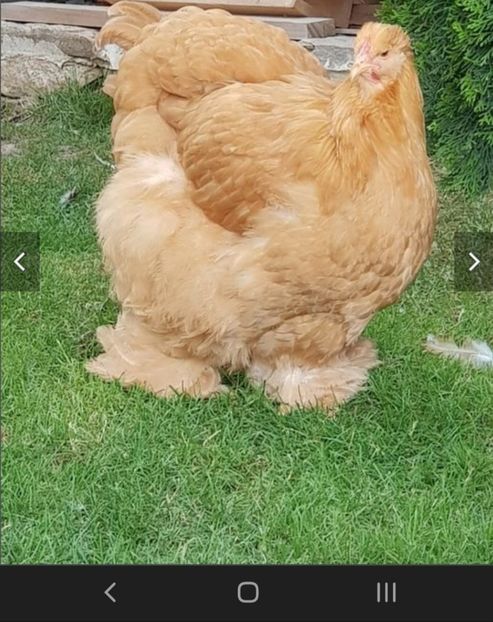  - Cochinchina galben