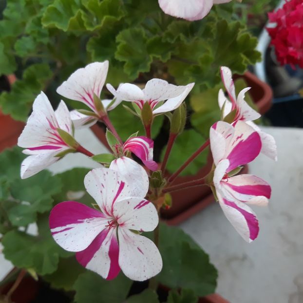 2023 - Muscate 2017-2018- 2019-2020-2023-2024 - 2025