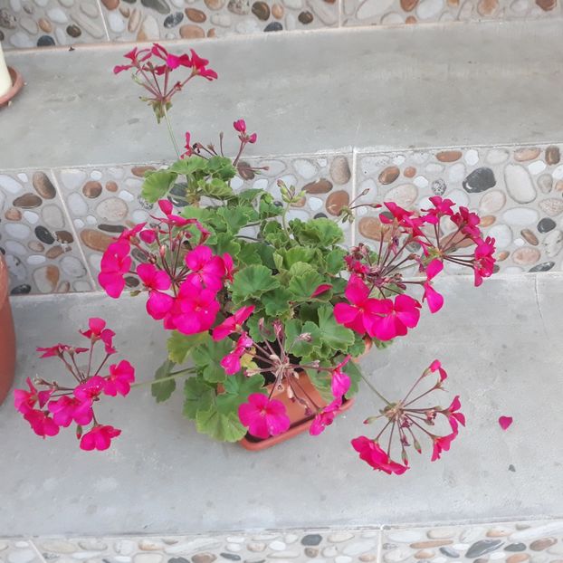  - Muscate 2017-2018- 2019-2020-2023-2024 - 2025