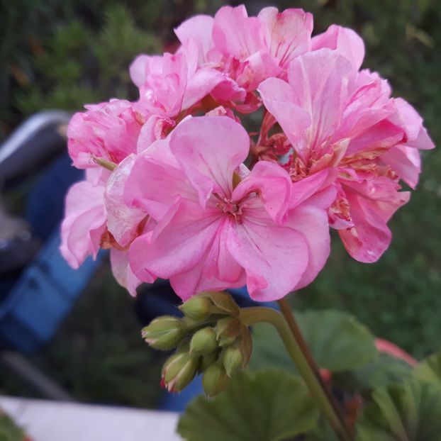  - Muscate 2017-2018- 2019-2020-2023-2024 - 2025