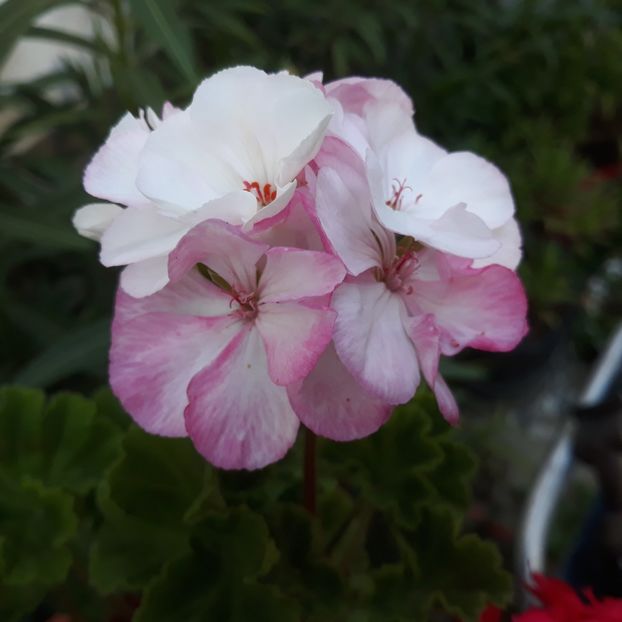  - Muscate 2017-2018- 2019-2020-2023-2024 - 2025