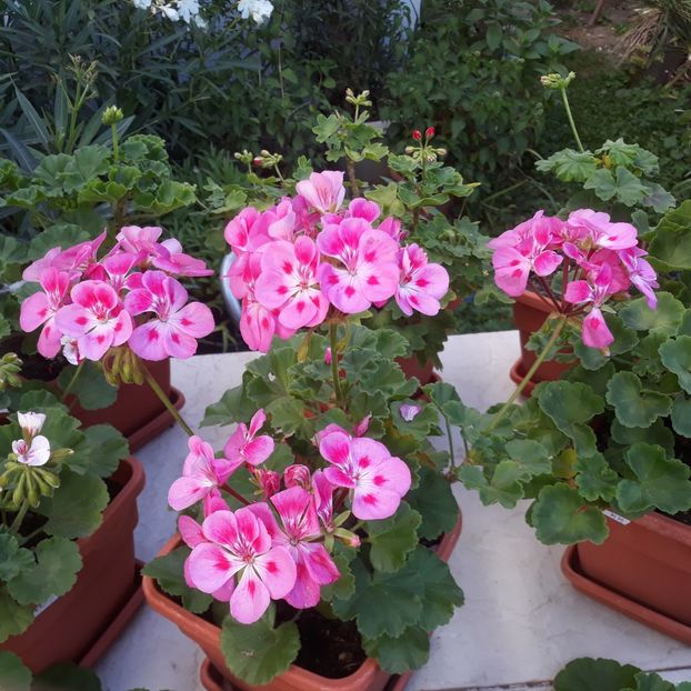  - Muscate 2017-2018- 2019-2020-2023-2024 - 2025