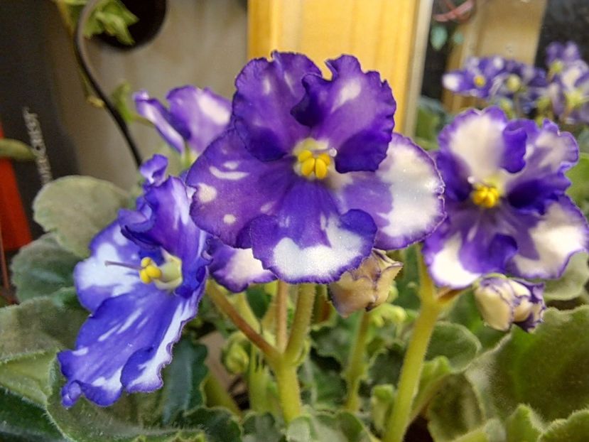  - Violeta Optimara Chico sport?