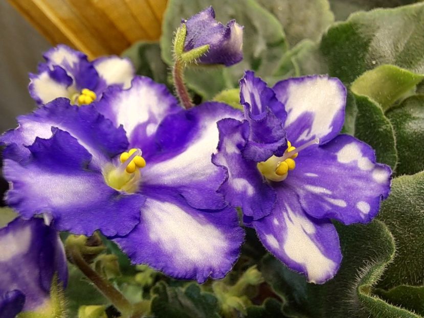  - Violeta Optimara Chico sport?