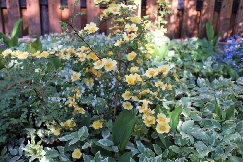  - Rosa xanthina Canary Bird