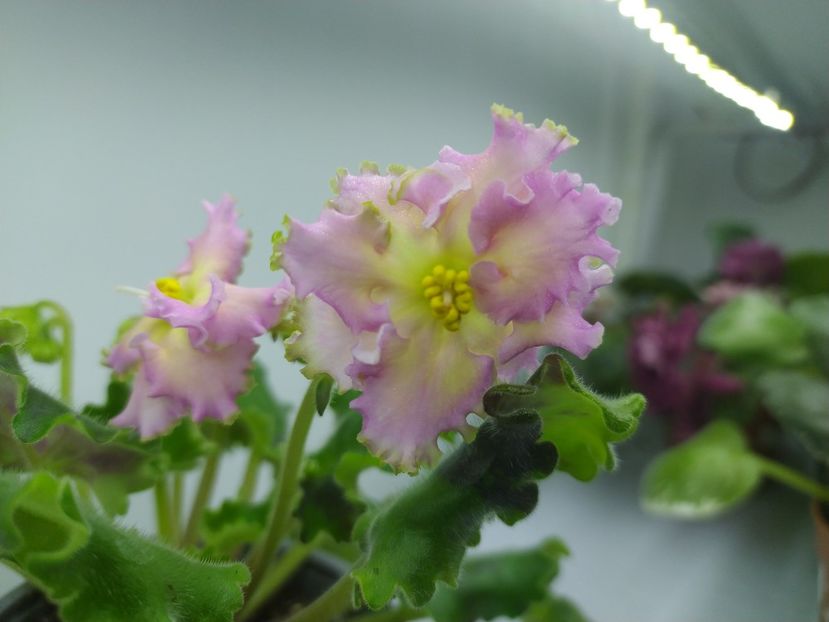 10 decembrie 2023 - EK Zolotoj Fazan